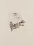 Bald Eagle by Martin Glen Loates, graphite on paper, sold Jun 2026