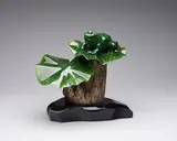 Frogs by Lyle Sopel, nephrite jade sculpture, sold Jun 2026