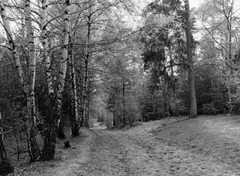 Berlin Grunewald (a.d. Havel) by Michael Schmidt, 1979, Vintage. Silbergelatineabzug. Agfa-Papier, sold Nov 2015