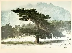 Pine, December, Corsica, France, signed margin lower right "Frank Horvat" in by Frank Horvat, pencil. Approx, offered Jul 2023