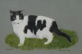 Gussie by M Bannister, Acrylic on paper 'Gussie', a study of a black and white cat in grass, signed and dated, sold Jul 2026