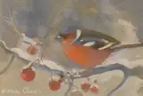Chaffinch by Fiona Clucas, Gouache, sold Jun 2026