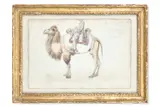 General wyndham's camel by William Simpson, Pencil and watercolour Variously inscribed and dated General Wyndhams Camel/13 Feb, sold May 2026