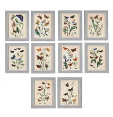 The butterflies and moths of great britain by John Obadiah Westood, print (other), sold May 2026