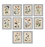 The butterflies and moths of great britain by John Obadiah Westood, print (other), sold May 2026
