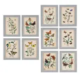 The butterflies and moths of great britain by John Obadiah Westwood, print (other), sold May 2026