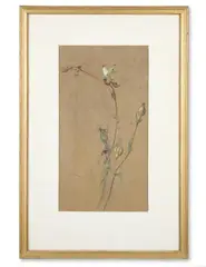 A butterfly on seeded campion by Edwin John Alexander, Watercolour and bodycolour on brown paper, sold Apr 2026