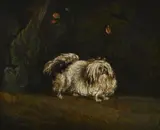 Portrait of a tibetan apso by Thomas Gooch, Oil on canvas, sold Apr 2026