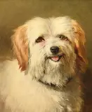 The head of a terrier by James William Cole, Oil on canvas, sold Apr 2026