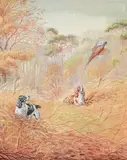 Spaniels putting up pheasants by Eric Meade-King, Watercolour heightened with bodycolour and black chalk, sold Apr 2026