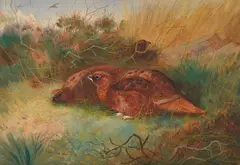 Red grouse in cover by Archibald Thorburn, Watercolour, bodycolour and pencil with gum arabic, sold Apr 2026