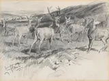 Getting the wind by Lionel Edwards, Pencil and wash, sold Apr 2026