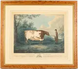 The Durham Ox by John Whessell, Engraving, sold Oct 2023