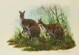 Kangourous by Paul Margocsy, Aquarelle signée, sold Sep 2026