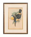Ramphastos Osculans (Osculant Toucan) by John Gould, lithograph from A Monograph of the Ramphastidae, sold Apr 2024