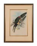 Pteroglossus Aracari (Black-Necked Toucan) by John Gould, lithograph from A Monograph of the Ramphastidae, sold Apr 2024