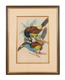 Andigena Laminirostris (Plate-Billed Mountain Toucan) by John Gould, lithograph from A Monograph of the Ramphastidae, sold Apr 2024