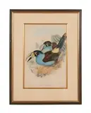 Andigena Hypoglaucus (Grey-Breasted Mountain Toucan) by John Gould, lithograph from A Monograph of the Ramphastidae, sold Apr 2024