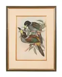 Andigena Cucullatus (Hooded Mountain Toucan) by John Gould, lithograph from A Monograph of the Ramphastidae, sold Apr 2024
