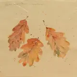 Oak Leaves by Sally Barber, Watercolour 'Oak Leaves', a study of Autumn leaves, signed dated, sold Jun 2026