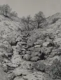 Untitled by Elizabeth Walsh, ink, sold Jun 2026