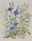 Untitled by Patience Arnold, Watercolour, sold Jun 2026