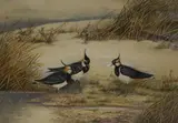 Untitled by Frances Archer, Watercolour, sold May 2026