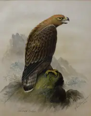 Golden Eagle by John Duncan, Watercolour 'Golden Eagle', depicting the bird of prey perched on rocks, signed and dated, sold Mar 2026
