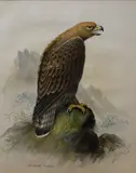 Golden Eagle by John Duncan, Watercolour 'Golden Eagle', depicting the bird of prey perched on rocks, signed and dated, sold Mar 2026