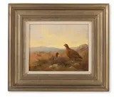 Red grouse in a landscape by Alison Guest, oil on board, sold Mar 2026