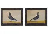 Homing pigeons: lamplighter; nellie by Edward Henry Windred, Oil on canvas, sold Jan 2026