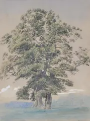 A tree in blenheim park, oxfordshire by William Turner, Watercolour over touches of pencil, heightened with bodycolour, on buff coloured paper, sold Jan 2026