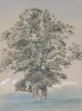 A tree in blenheim park, oxfordshire by William Turner of Oxford, Watercolour over touches of pencil, heightened with bodycolour, on buff coloured paper, sold Jan 2026