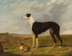 Brigadier, winner of the Waterloo Cup 1866 by Henry Calvert, oil on canvas, sold Jun 2014