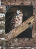 Tawny owl in a barn by Alan M. Hunt, gouache, offered Jun 2014