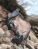 Merlin, North Yorkshire moors by Alan M. Hunt, gouache, offered Jun 2014