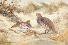A brace of partridges by Colin W. Burns, oil on canvas, sold Jun 2014