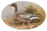 Pink footed Goose by John Cyril Harrison, watercolour, offered Jun 2014