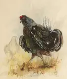 Black Grouse by Ben Maile, watercolour and pencil, sold Jun 2014
