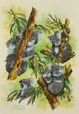 Koalas by Paul Margocsy, Aquarelle signée, sold May 2026