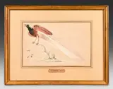 Étude d'un oiseau du paradis by Joannes Bronkorst, Aquarelle et gouache sur traits à la pierre noire, sold Jun 2026