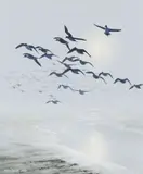 Pintails and Wigeon Coming Out of the Mist at Ebb Tide by Peter Scott, 1981, oil on canvas, sold Apr 2026