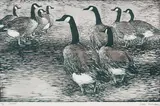 Canadas by Sam Black, colour woodcut on paper, sold Feb 2026