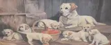 Mischief Makers' colour print showing golden retriever and puppies, within dark wood and gilt frame, under glass by Richard Britton, print, sold Jun 2025