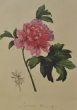 Untitled by Pierre-Joseph Redouté, print (other), sold May 2025