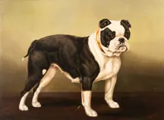 `mischief' a bull bitch by Edward Aistrop, Oil on canvas, sold Nov 2025