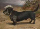 'tartan chief' by Lucy Waller, Oil on canvas, sold Nov 2025
