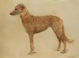 A study of a lurcher by Susie Whitcombe, Oil on canvas, sold Nov 2025