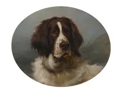 Head study of a spaniel: 'sancho' by George Earl, Oil on board, oval, sold Nov 2025