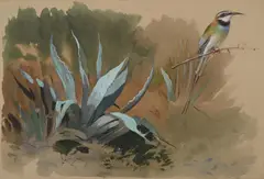 A white throated bee-eater by Archibald Thorburn, Pencil, watercolour and bodycolour, sold Nov 2025